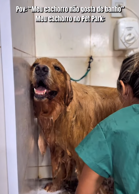 Banho e tosa no Pet Park