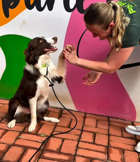 Creche para cães em Rio Verde
