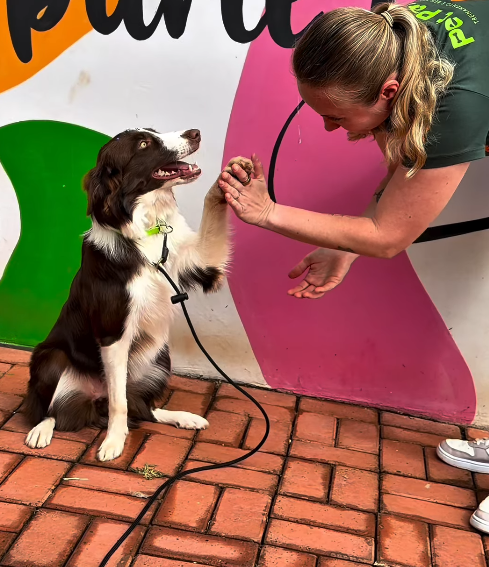 Creche para cães em Rio Verde