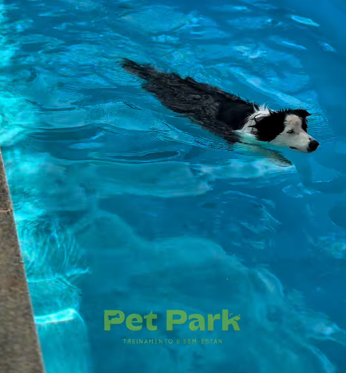 Cães brincando na área externa do Pet Park