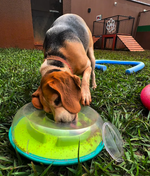 Natação para cães