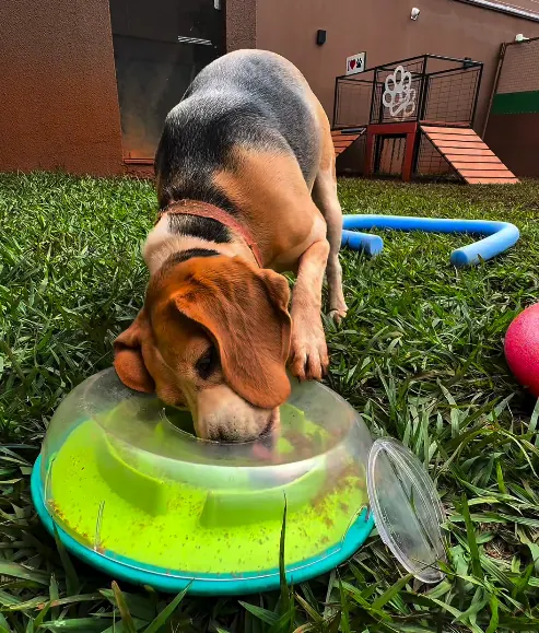 Natação para cães