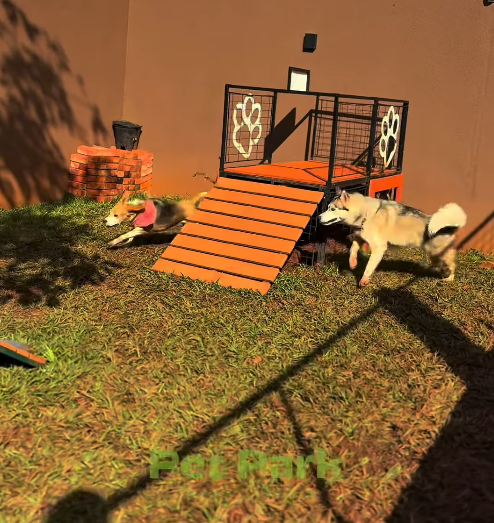 Pet com colete do Pet Park