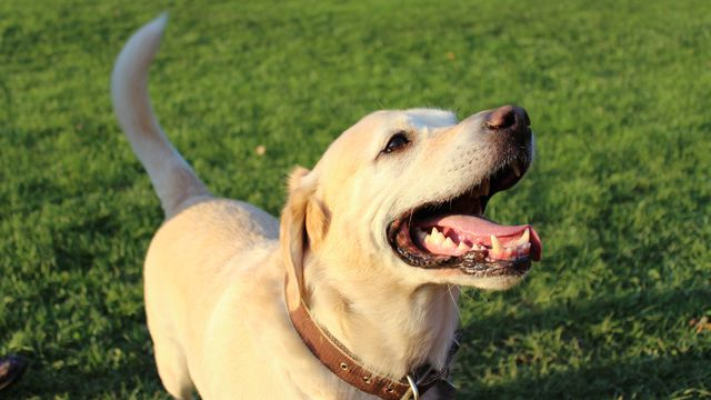 Cachorro feliz abanando o rabo