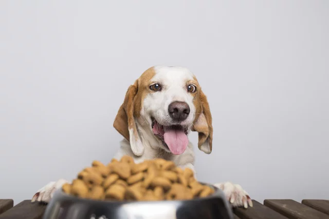 Cachorro sendo alimentado com ração no comedouro