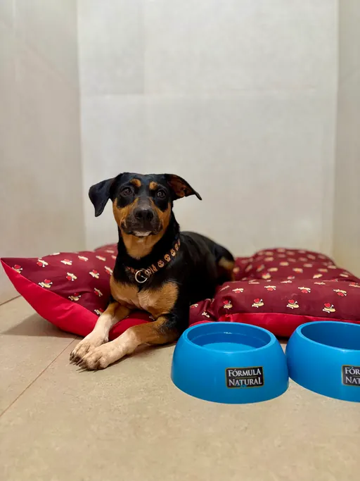 Cachorro descansando no pet hotel do Pet Park
