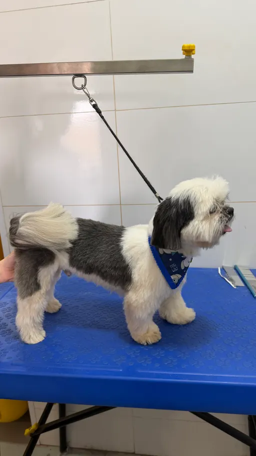 Cachorro após banho e tosa no Pet Park