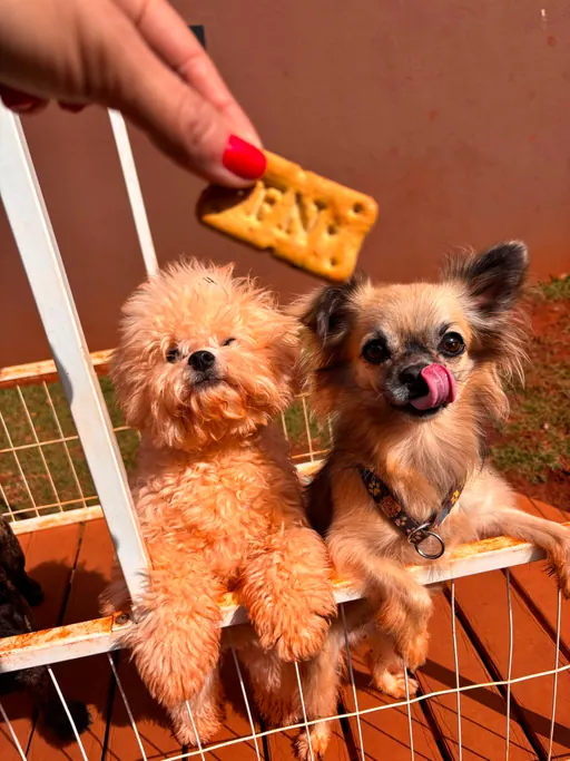 Dois cães recebendo petisco na creche do Pet Park