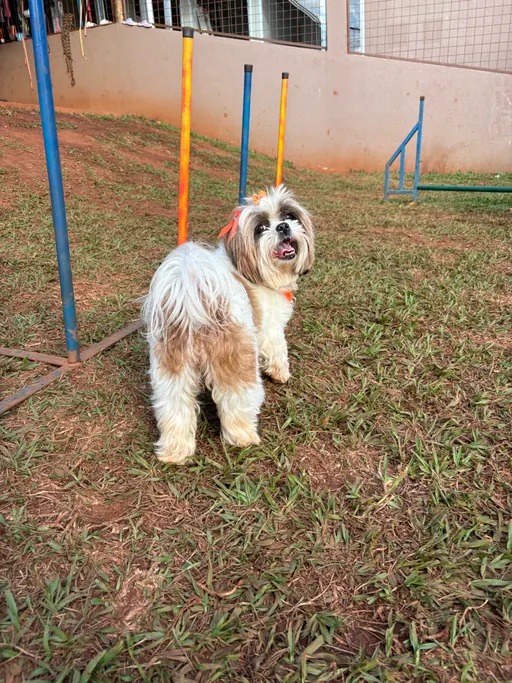 Shih Tzu brincando na área de recreação do Pet Park