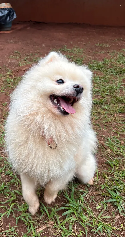 Spitz alegre na área externa do Pet Park