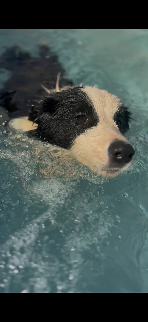 Cachorro nadando na piscina do Pet Park