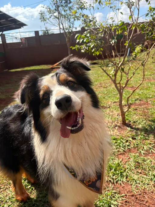 Pastor australiano feliz no Pet Park