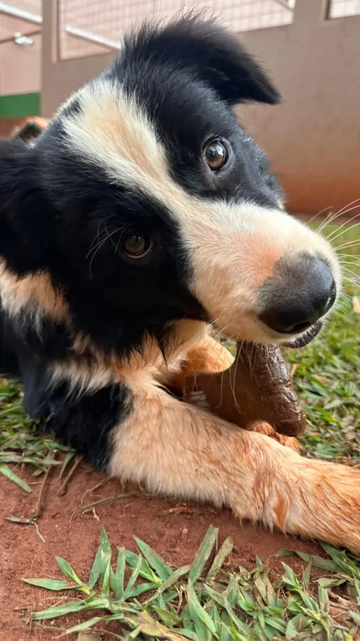 Filhote de Border Collie no Pet Park