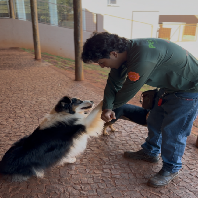 Cão em sessão de adestramento no Pet Park em Rio Verde