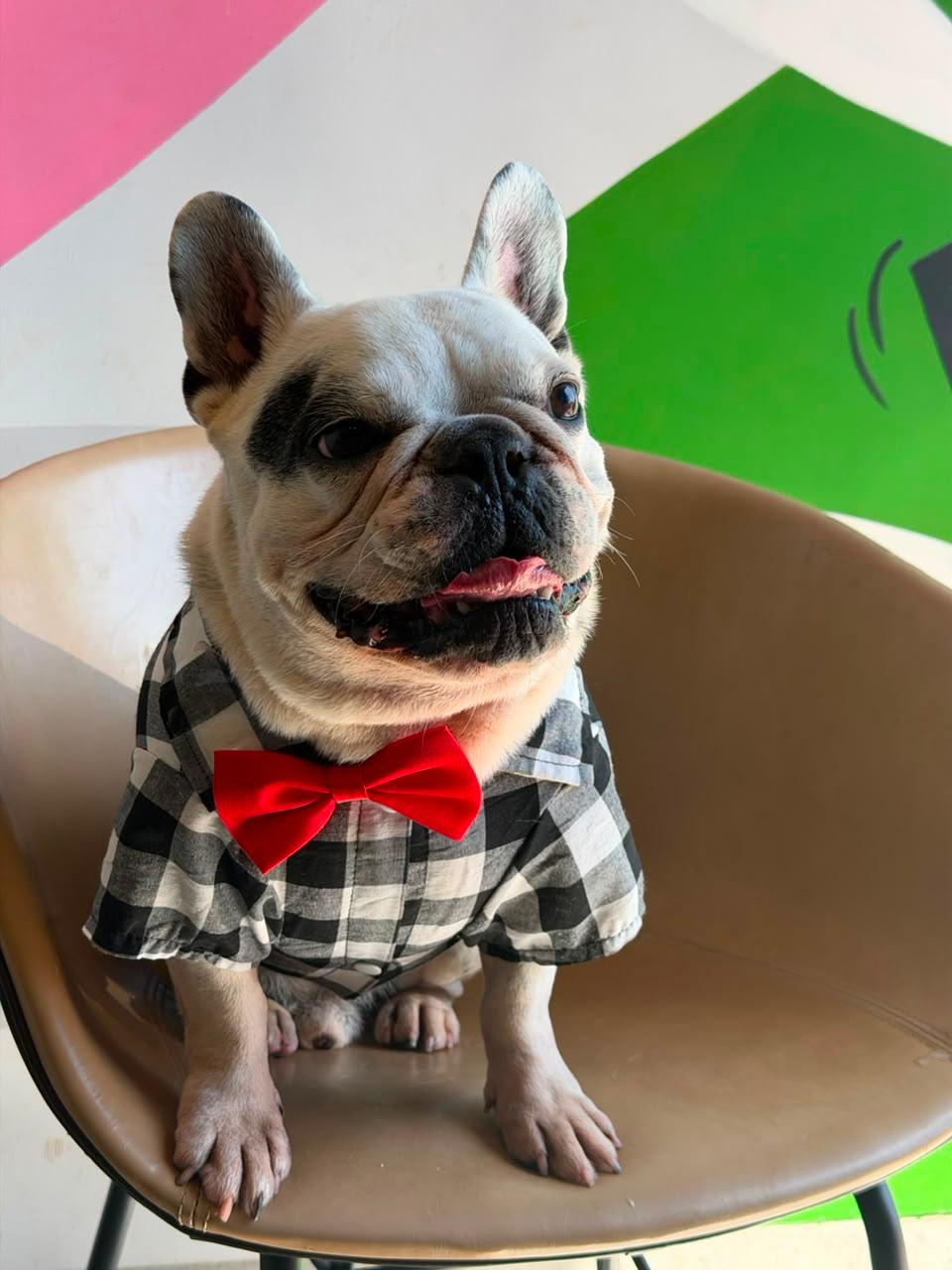 Cão de pelo longo com laço roxo após banho e tosa no Pet Park