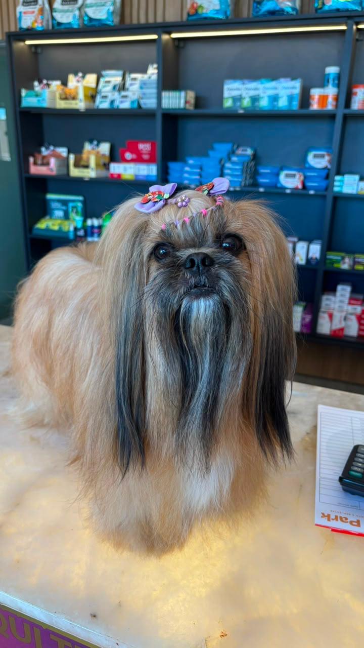 Cão tosado com laço roxo no balcão do Pet Park em Rio Verde