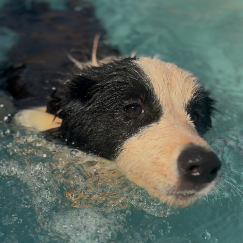 Cão nadando na piscina do Pet Park em Rio Verde