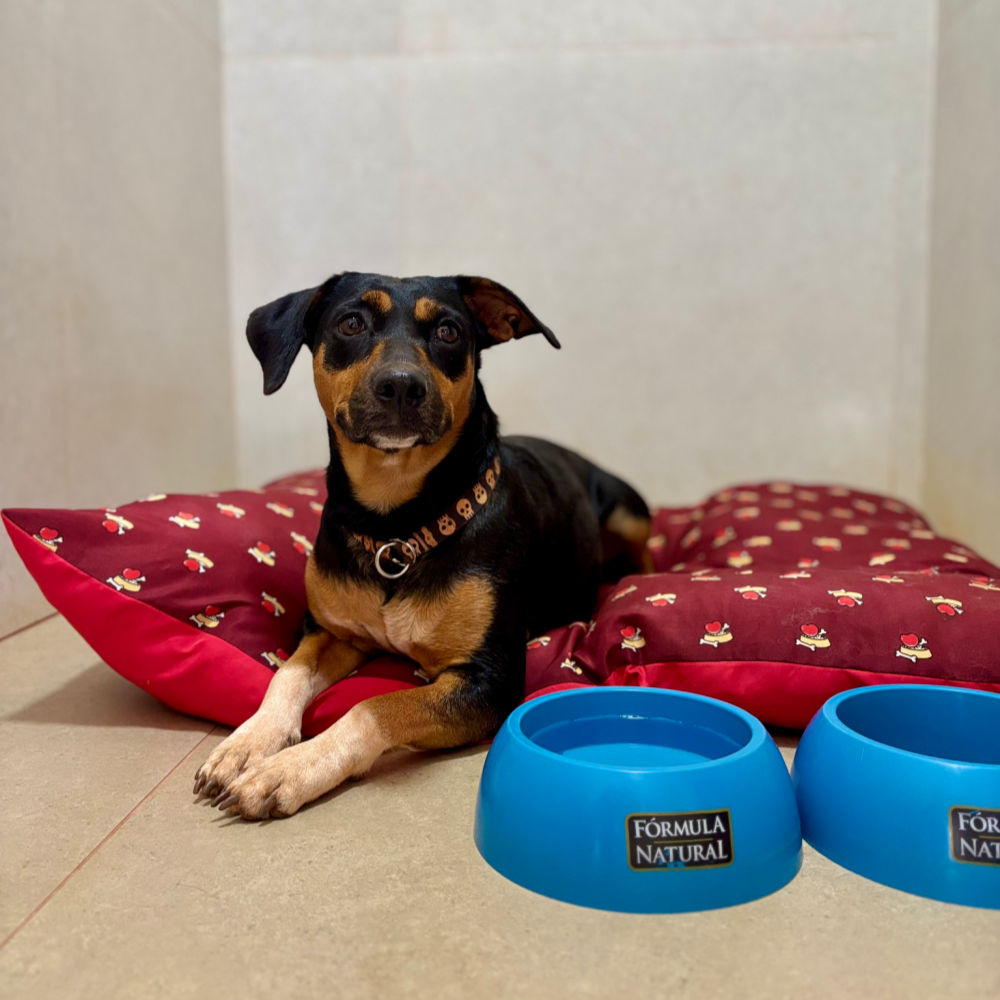 Cão hospedado no Pet Hotel do Pet Park em Rio Verde